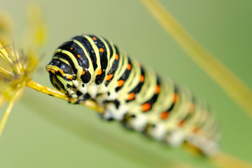 European Swallowtail caterpillar