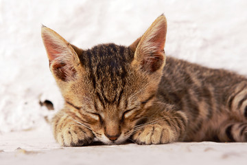 Sleepy, Greek gray cat.