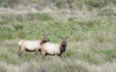 Tule Elk