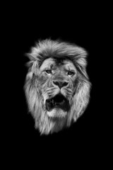The head of a lion in black and white on a black background