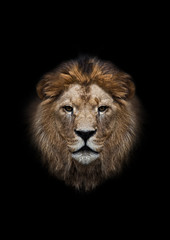 Fototapeta na wymiar Głowa lwa na czarnym tle