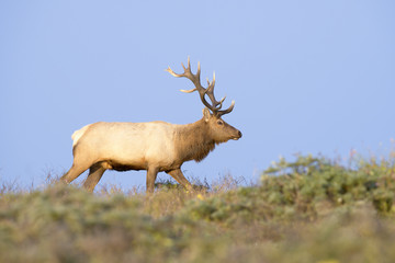 Tule Elk in the Grassland Hills of Point Reyes