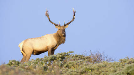 Naklejka na ściany i meble Tule Elk in Sunset light