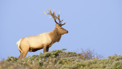Tule Elk in Sunset light