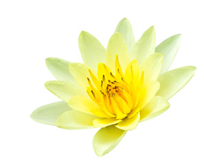 Fototapeta na wymiar yellow lotus on white background