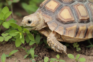 African Spurred Tortoise (Sulcata)
