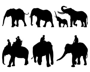 elephants