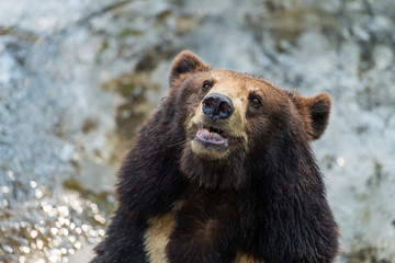 Fototapeta premium bear head