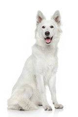 White Swiss Shepherd dog on white background - 56473349