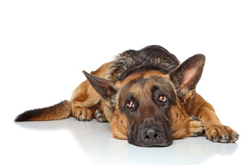 Obraz premium German Shepherd dog