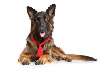 German Shepherd dog