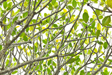 Green leaves and branches