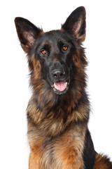German Shepherd dog. Portrait on white
