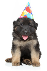 German shepherd puppy in party cone