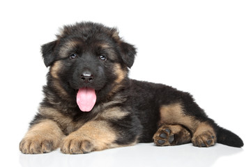 German shepherd puppy