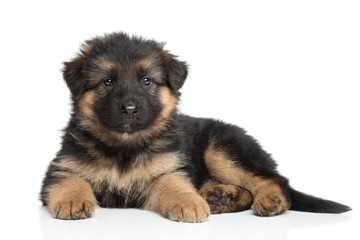 German shepherd puppy