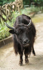 yak