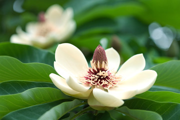 Obraz premium ホオノキの花