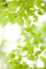 Fototapeta na wymiar Świeże zielone liście