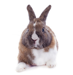 Fototapeta premium young rabbit