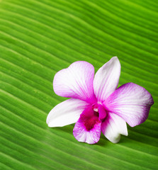 Orchid flower lies on green leaf