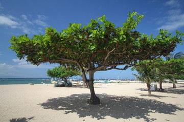 Fototapeta na wymiar plaża w Sanurze