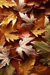 Naklejka na ściany i meble Colorful autumn leaves on wooden background