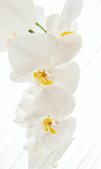 Close-up of white orchids on light background.