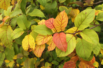 осенняя листва