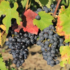 grappes, raisin rouge, vigne, grape, wine