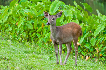 young deer on nature background