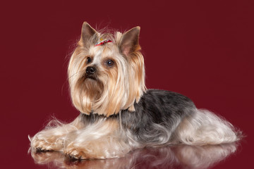 Young Yorkie on dark red background