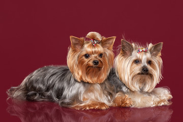 Two Young Yorkies on dark red background
