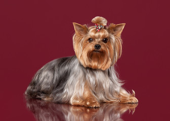 Two Young Yorkies on dark red background