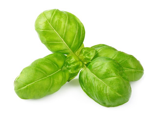 Fresh basil leaves isolated