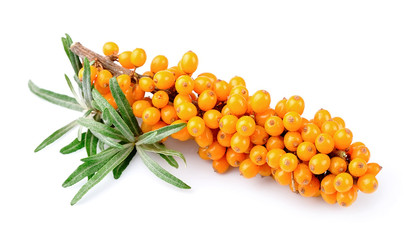 Sea buckthorn berries branch