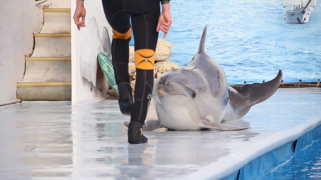 funny dolphin walks along the edge of the pool
