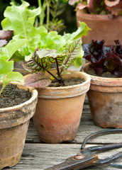 plant pots