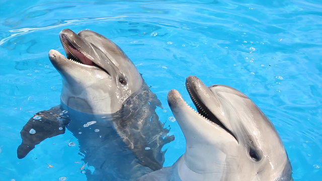 funny dolphins