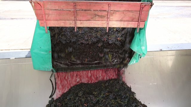 Scarico dell'uva in cantina