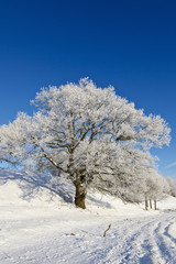 Snowy old Oak tree