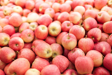 Red Gala Apple Harvest - 56480127