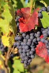 grape, red grape, raisin, automne