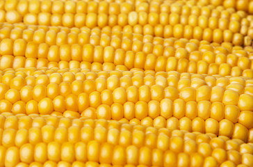 golden corn - background