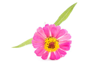 Zinnia flower isolated on the white background
