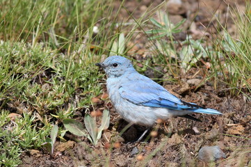 Juvenile Mountain Bluebird