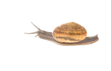 snail isolated