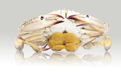 Blue sea crabs pregnant  isolated
