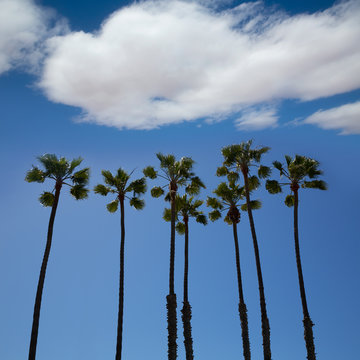 California palm trees on blue sky