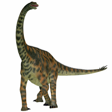 Spinophorosaurus on White